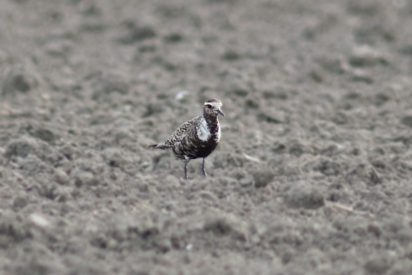 American Golden-Plover - ML646684521