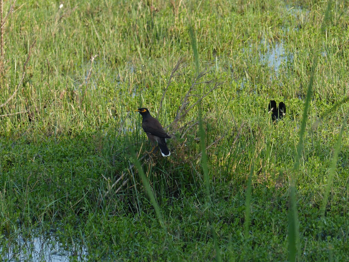 Hirtenmaina - ML646684522