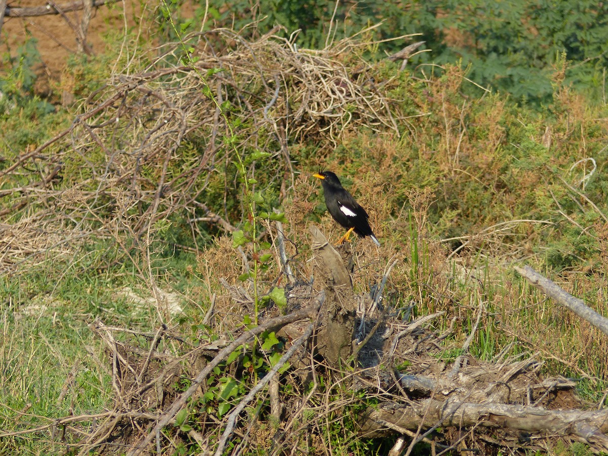 Riesenmaina - ML646684524