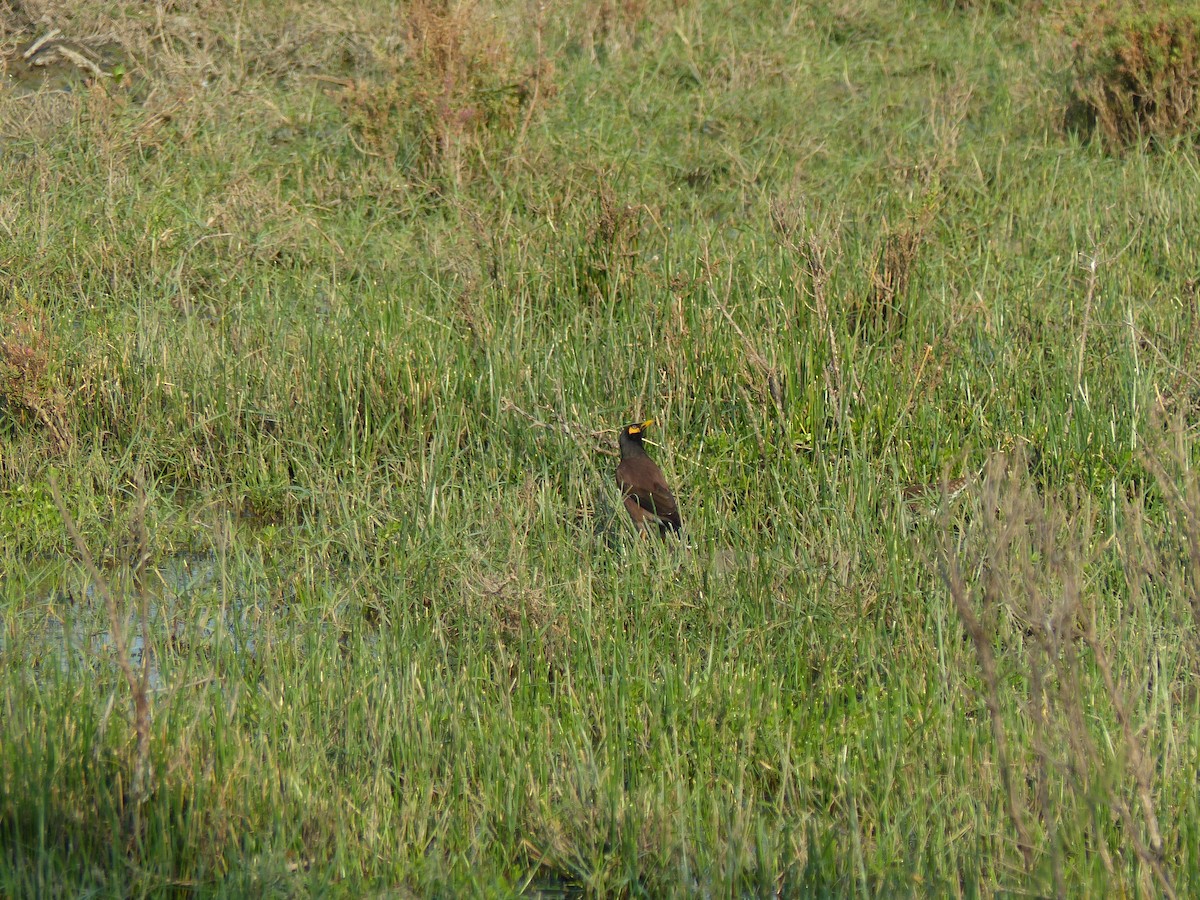 Hirtenmaina - ML646684526