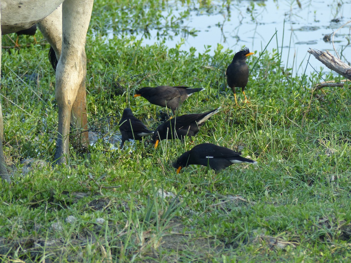 Riesenmaina - ML646684527