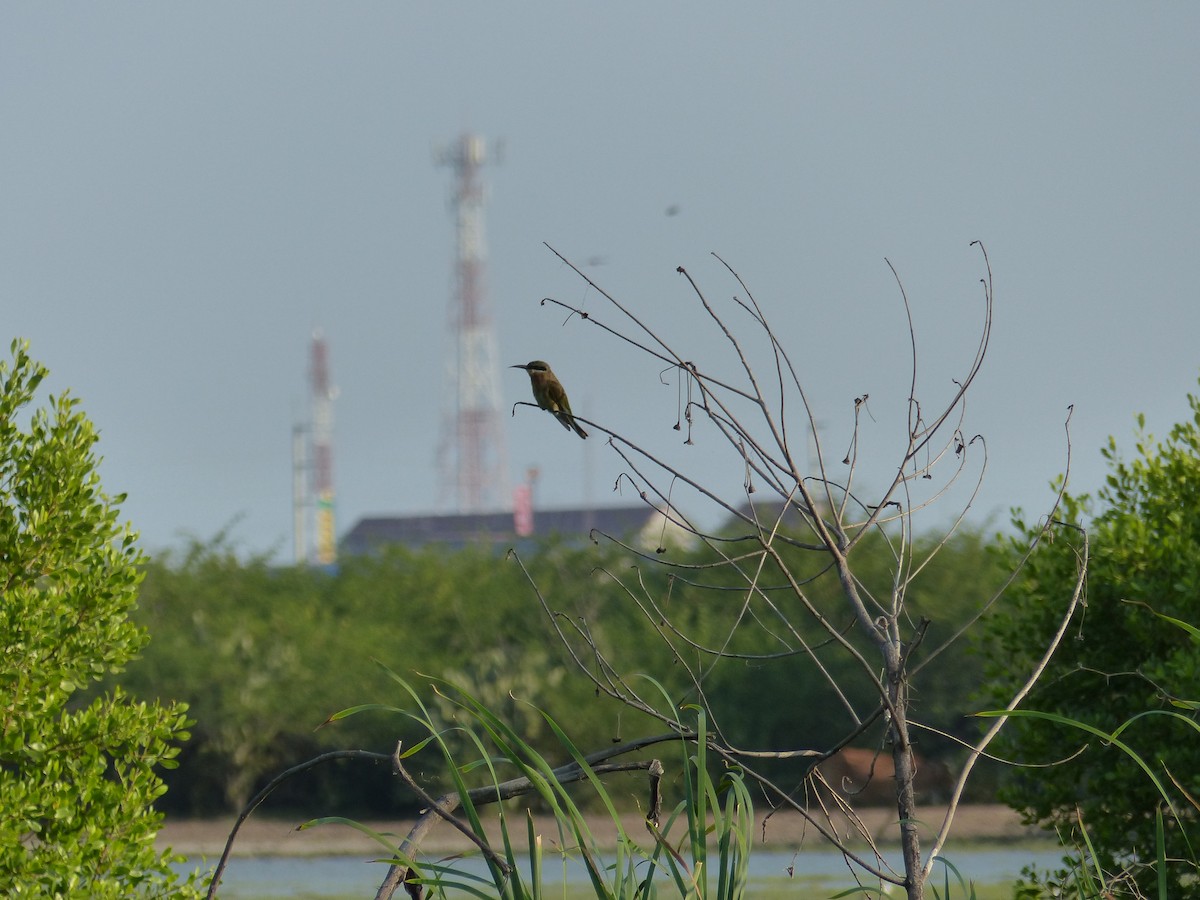 Blauschwanzspint - ML646684529