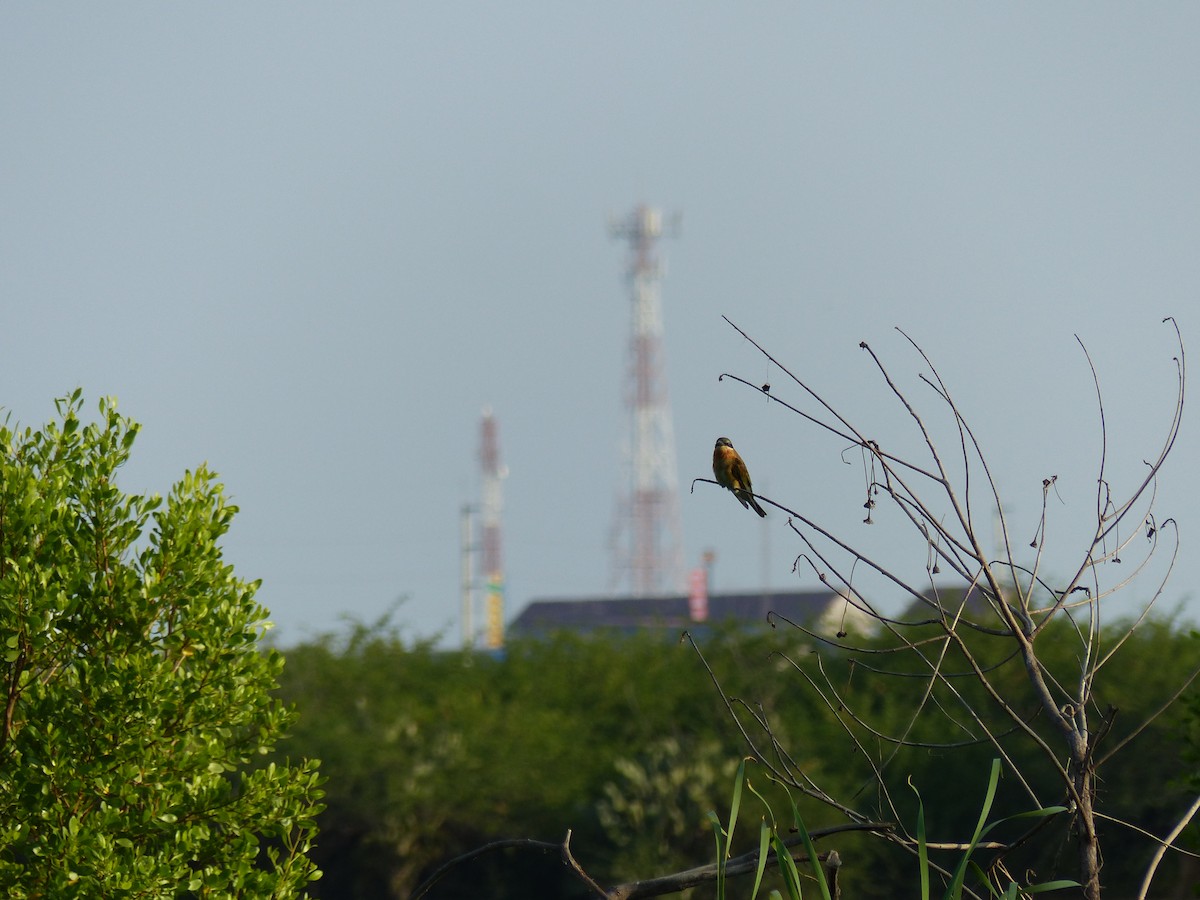 Blauschwanzspint - ML646684530