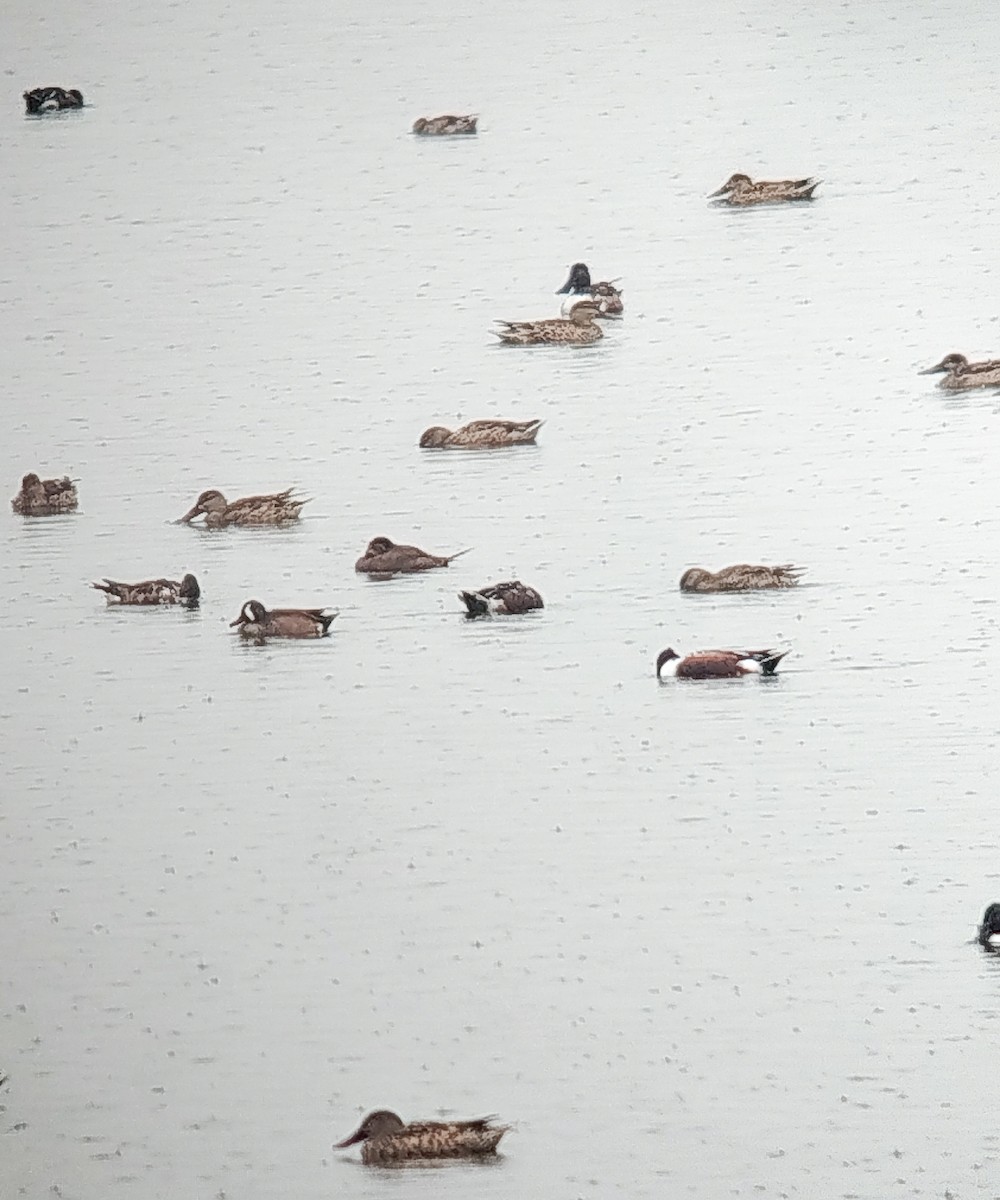 Blue-winged Teal - ML646684531