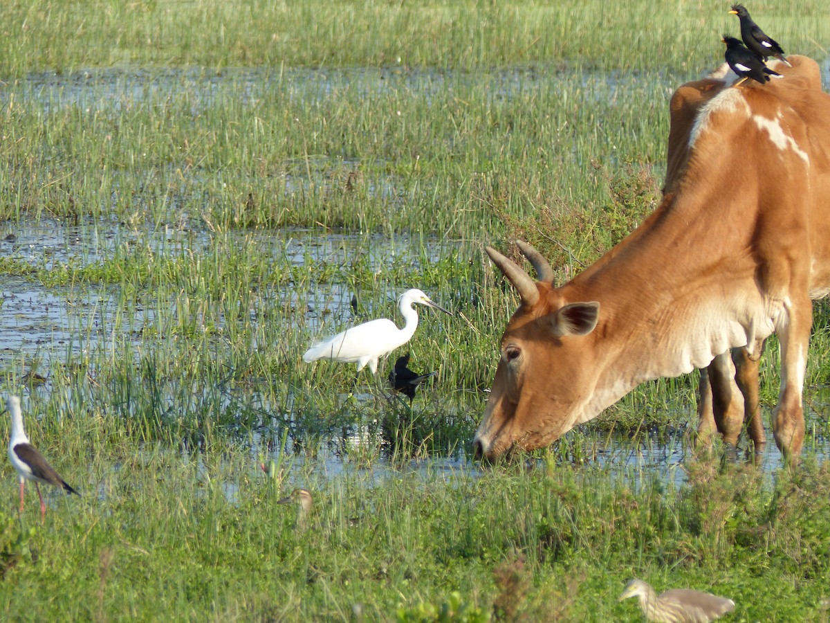 Seidenreiher - ML646684532