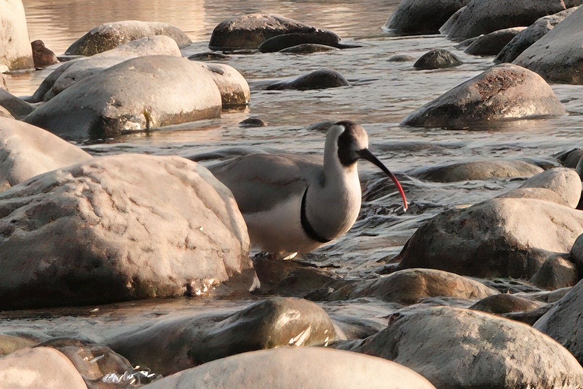 Ibisbill - ML646684534