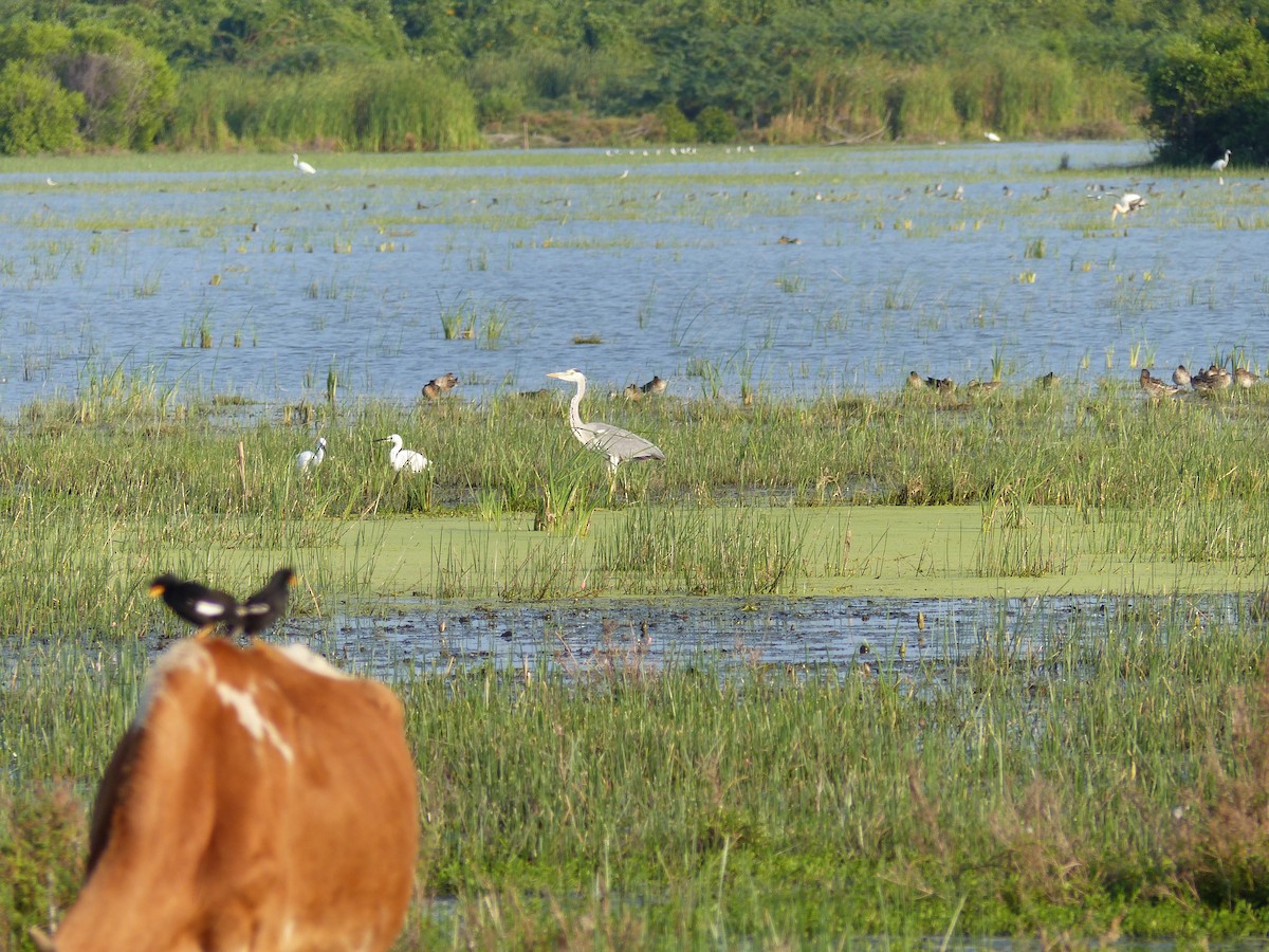 Graureiher - ML646684535