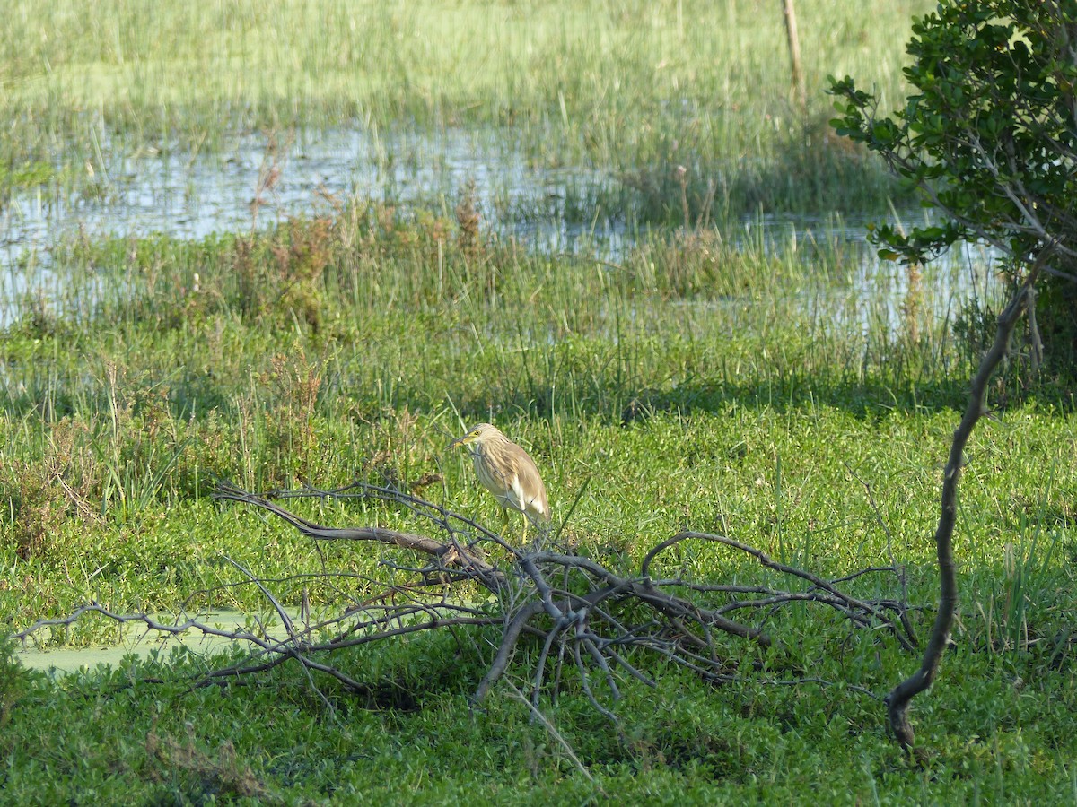 Ardeola, unbestimmt - ML646684538