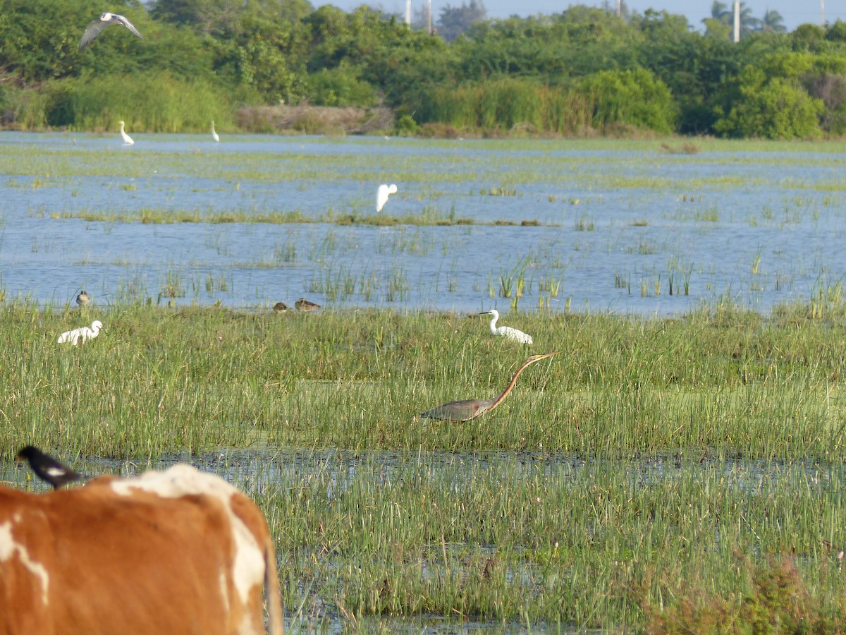 Purpurreiher - ML646684539