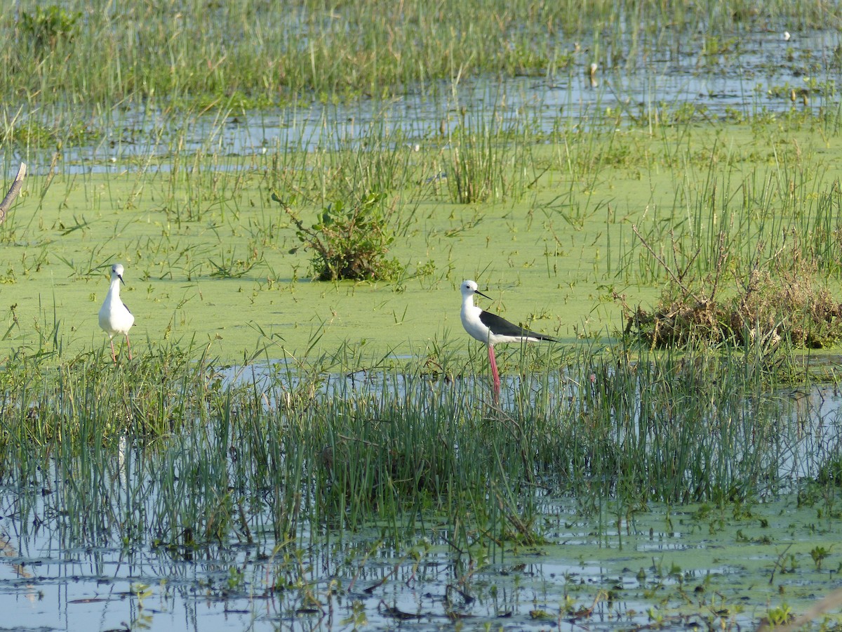 Stelzenläufer - ML646684555