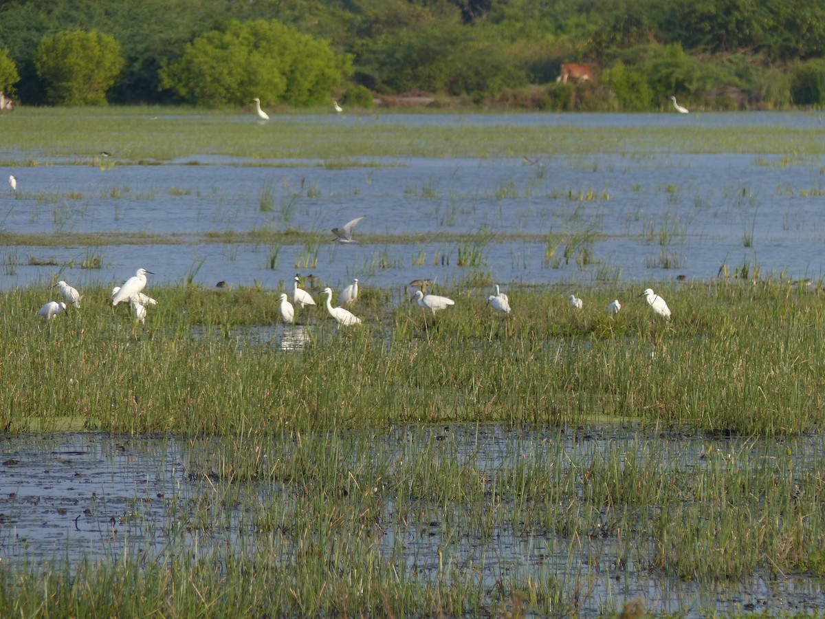 Seidenreiher - ML646684557