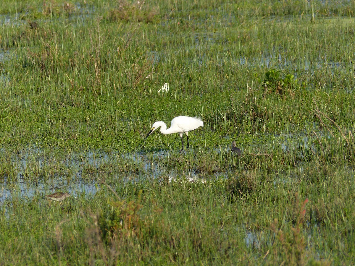 Seidenreiher - ML646684558