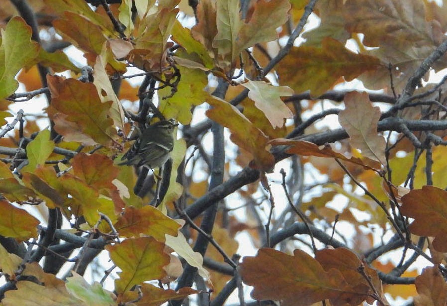 עלווית צהובת-גבות - ML646684559