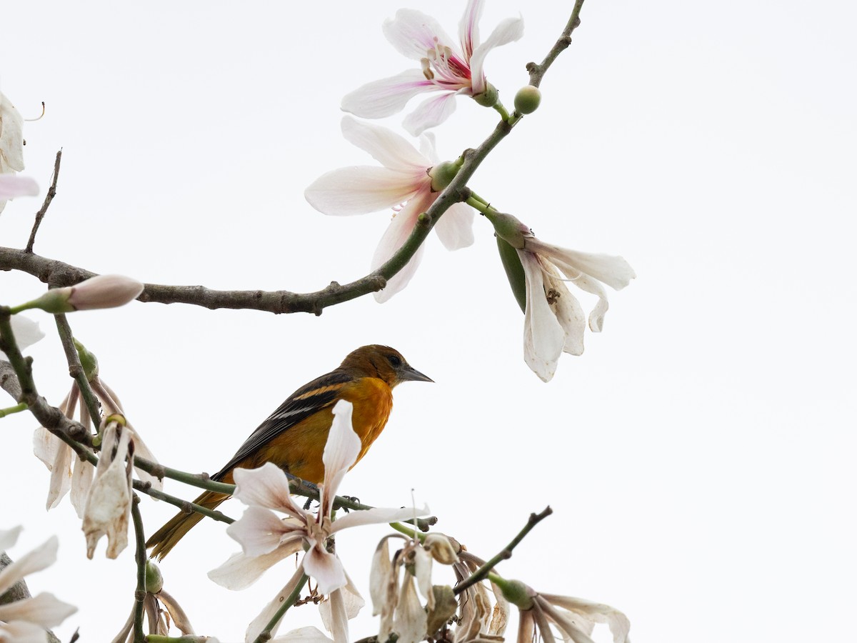 Трупіал балтиморський - ML646684560