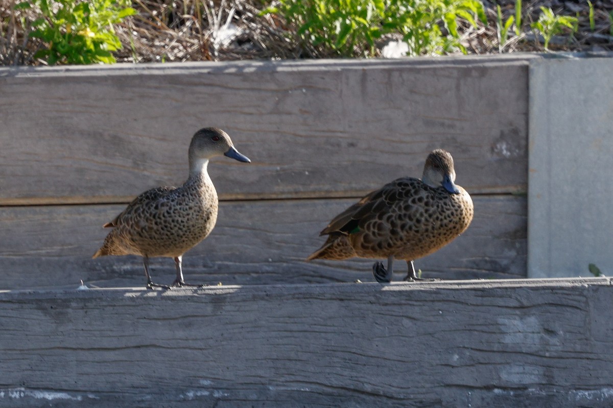 Gray Teal - ML646684561