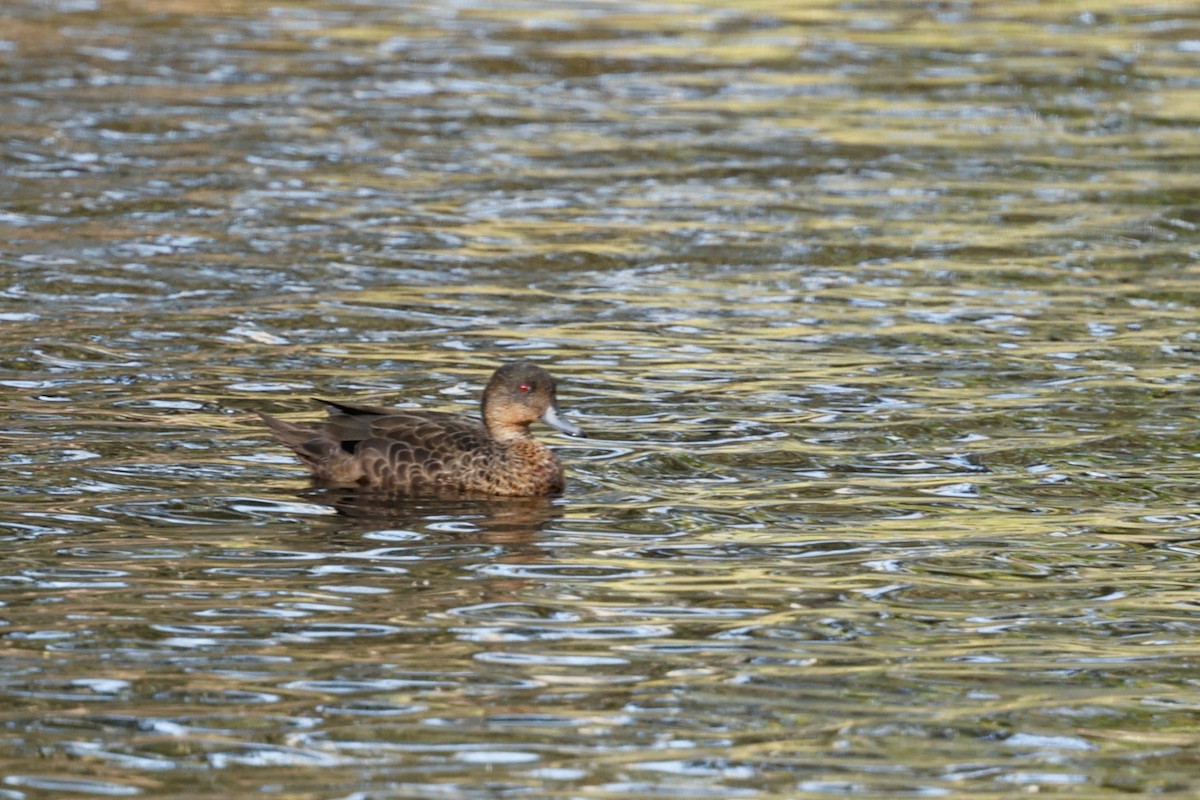 Chestnut Teal - ML646684563