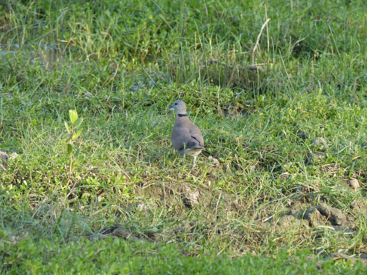 Halsringtaube - ML646684564