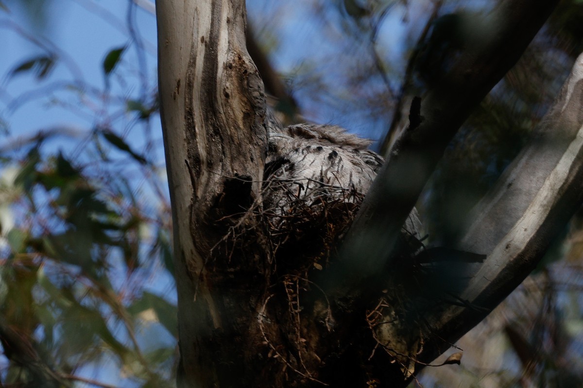 Tawny Frogmouth - ML646684565