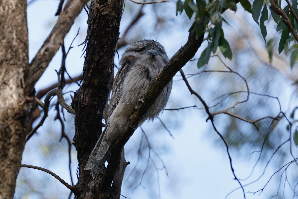 Tawny Frogmouth - ML646684566