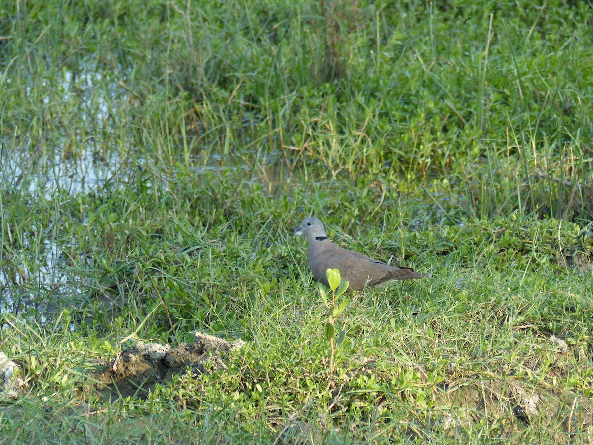 Halsringtaube - ML646684567