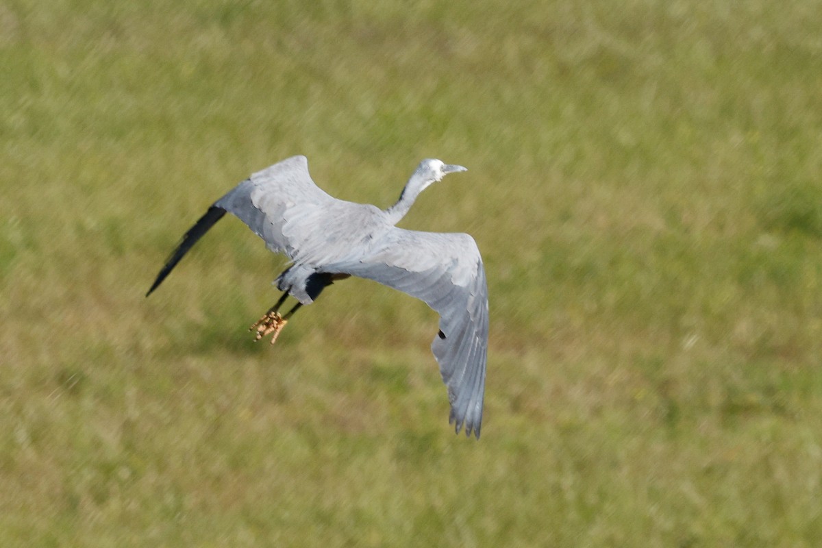 White-faced Heron - ML646684568
