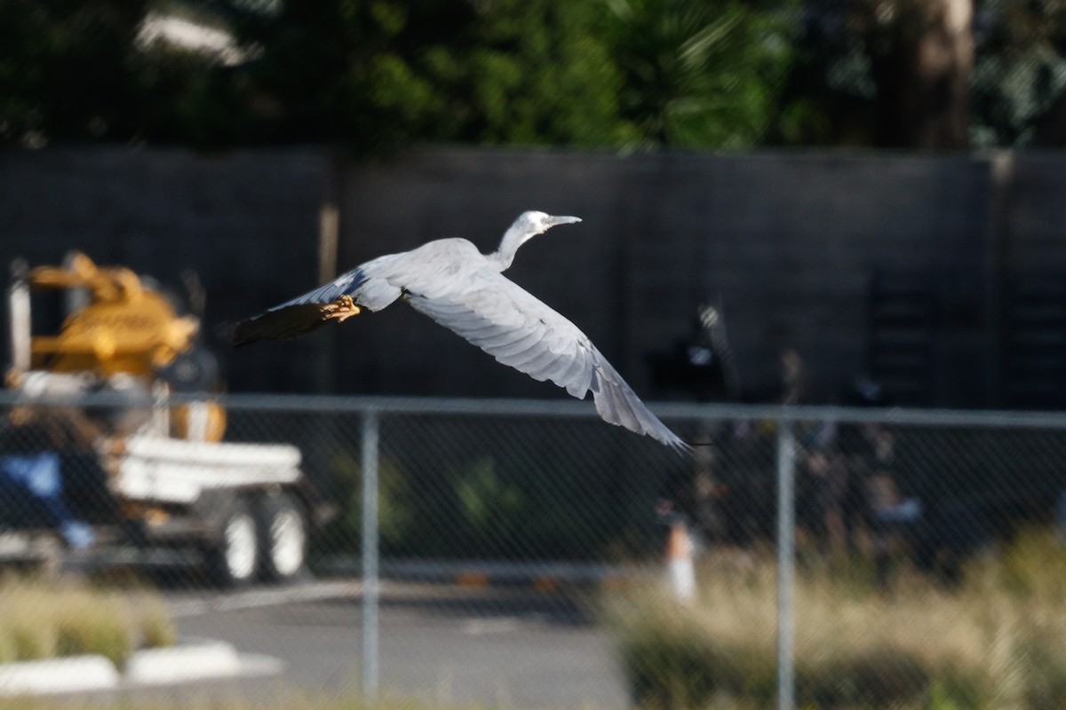 White-faced Heron - ML646684569