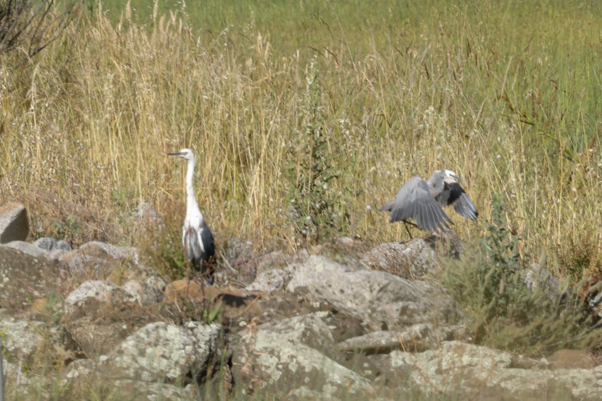 White-faced Heron - ML646684570