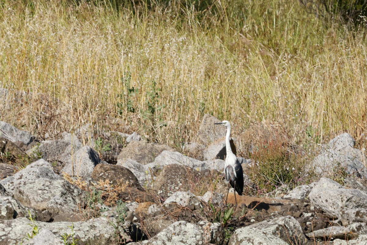 Pacific Heron - ML646684572