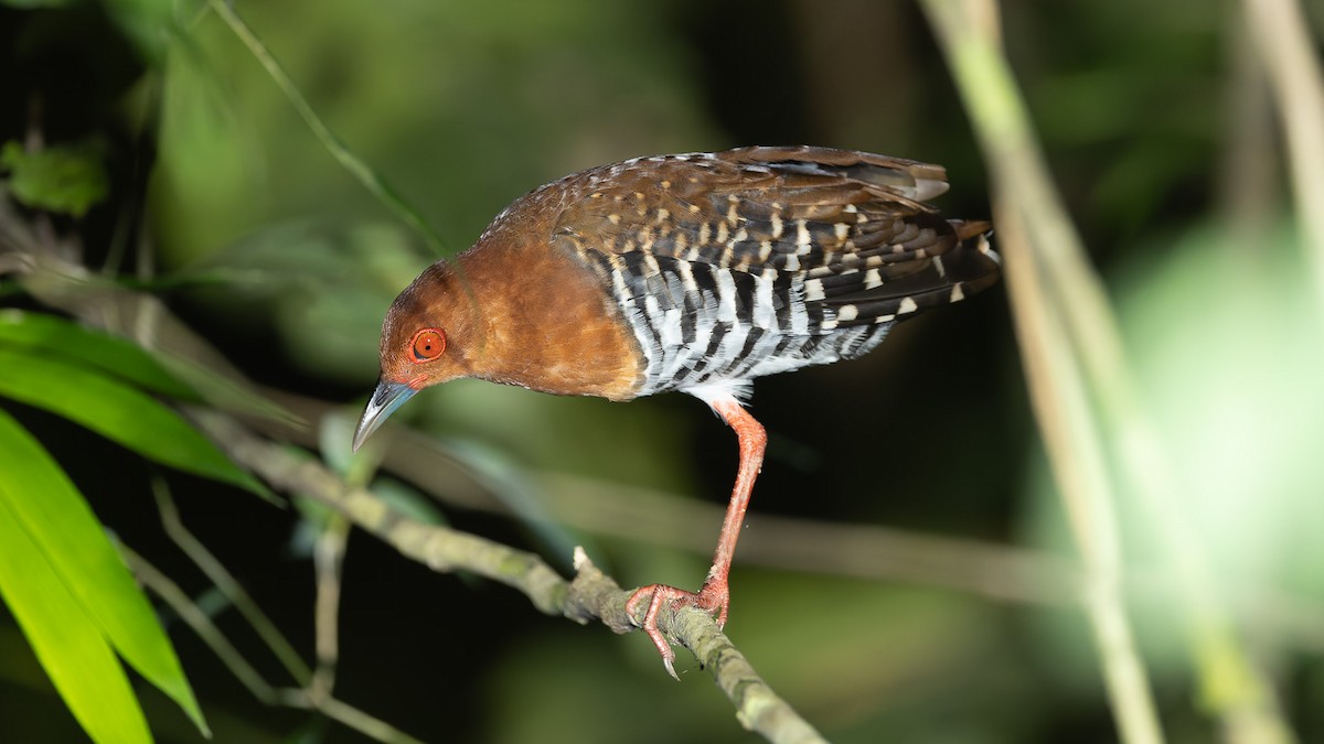 Red-legged Crake - ML646684574