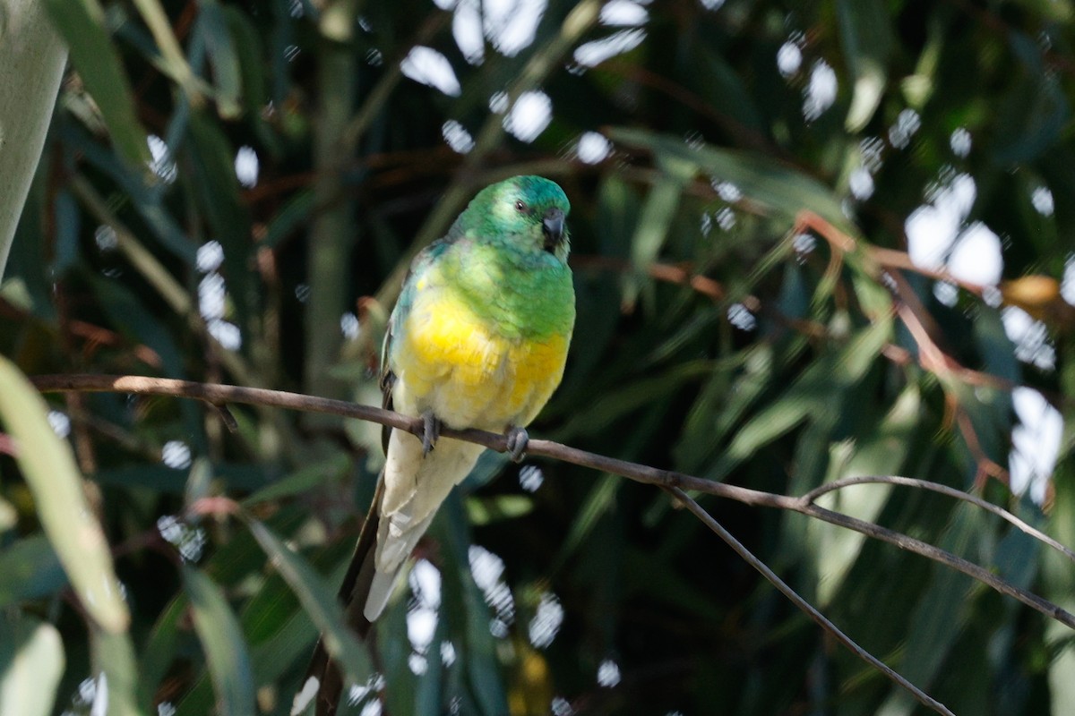 Red-rumped Parrot - ML646684575