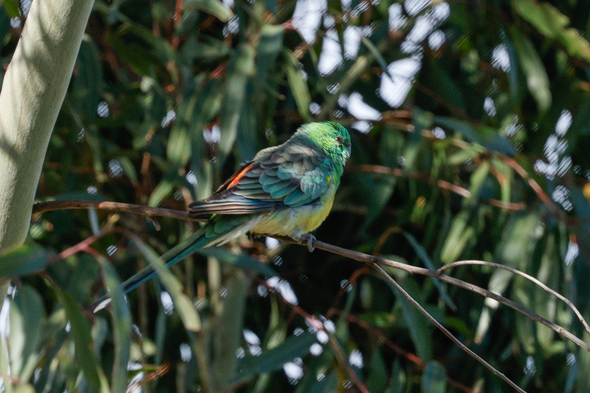 Red-rumped Parrot - ML646684576