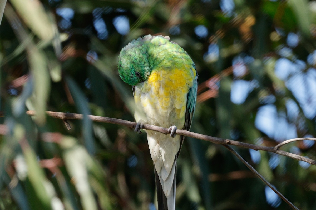 Red-rumped Parrot - ML646684577