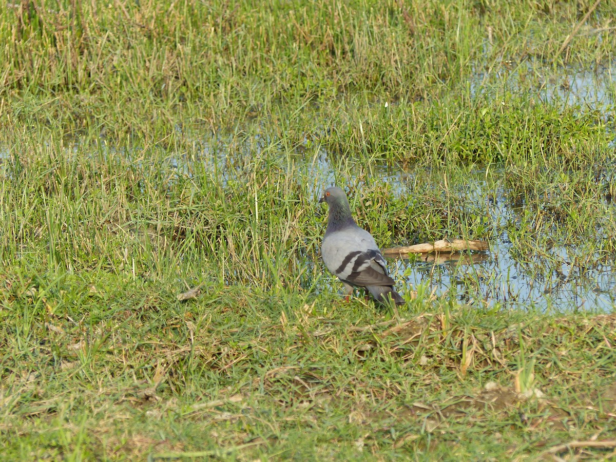 Rock Pigeon (Feral Pigeon) - ML646684578