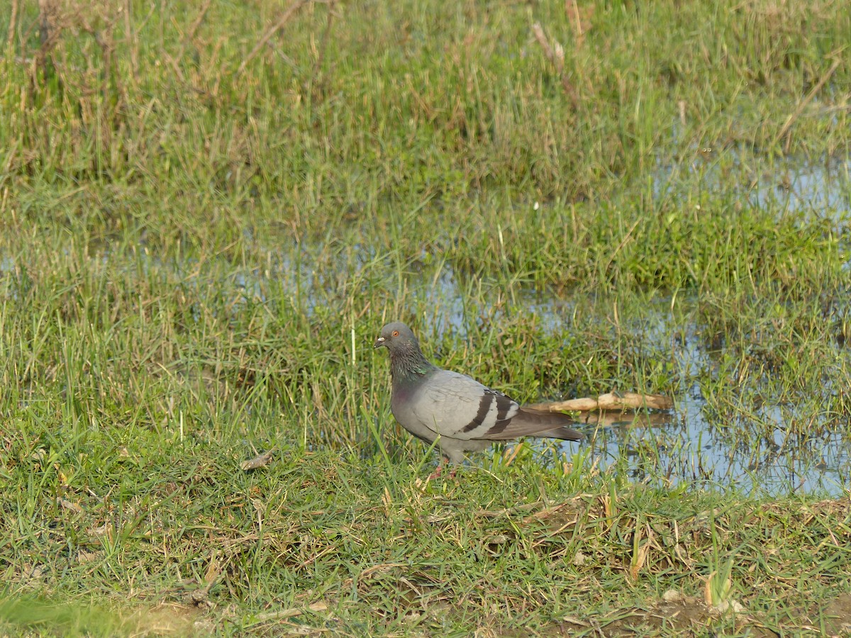 Rock Pigeon (Feral Pigeon) - ML646684579