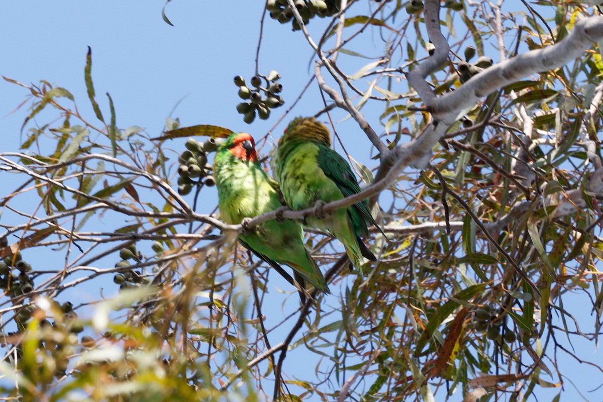 Little Lorikeet - ML646684581