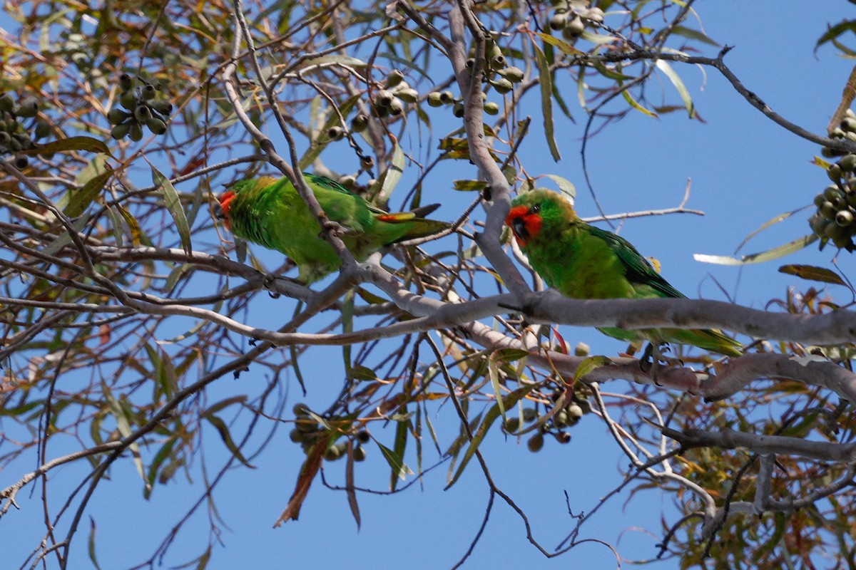 Little Lorikeet - ML646684582