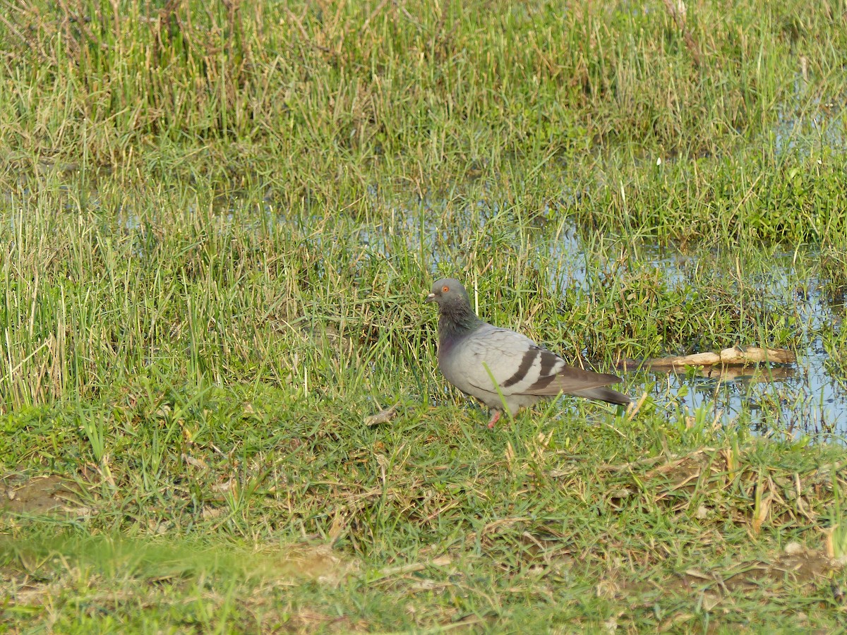Rock Pigeon (Feral Pigeon) - ML646684583