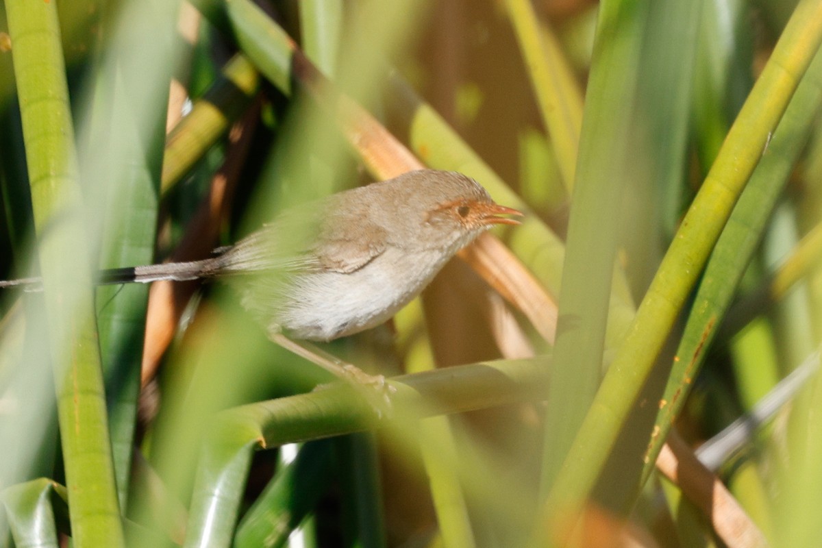 Superb Fairywren - ML646684585