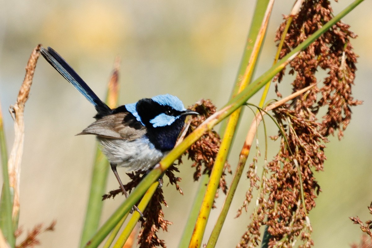 Superb Fairywren - ML646684586