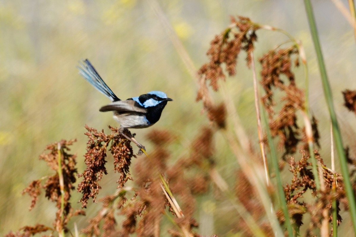 Superb Fairywren - ML646684587