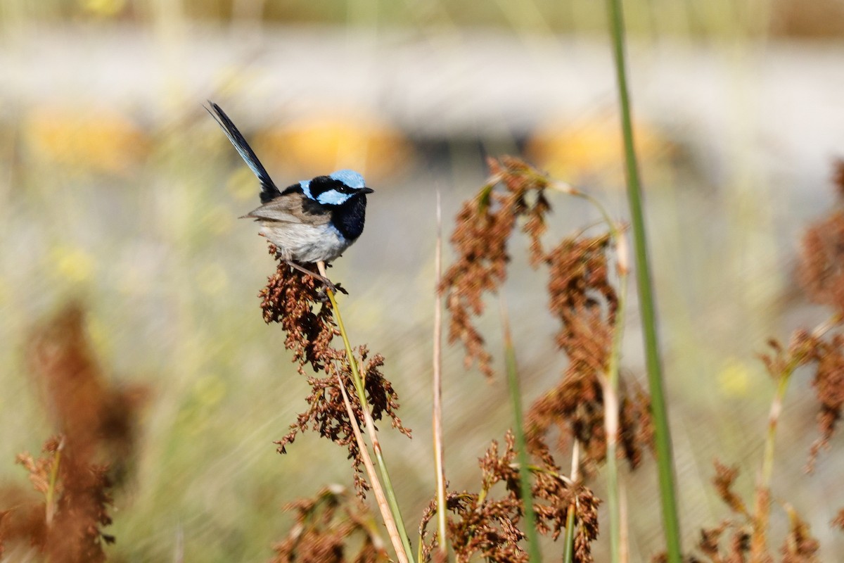Superb Fairywren - ML646684588