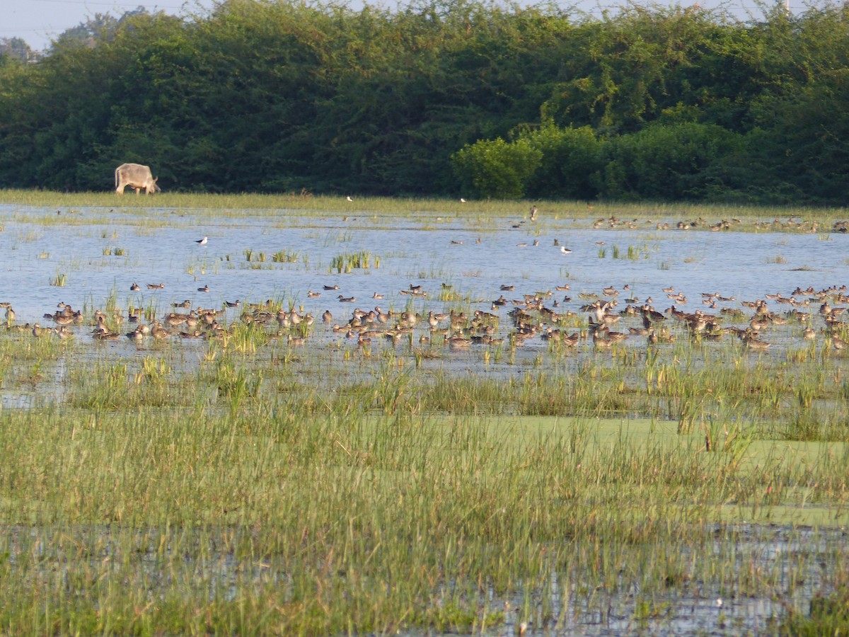 Knäkente - ML646684589