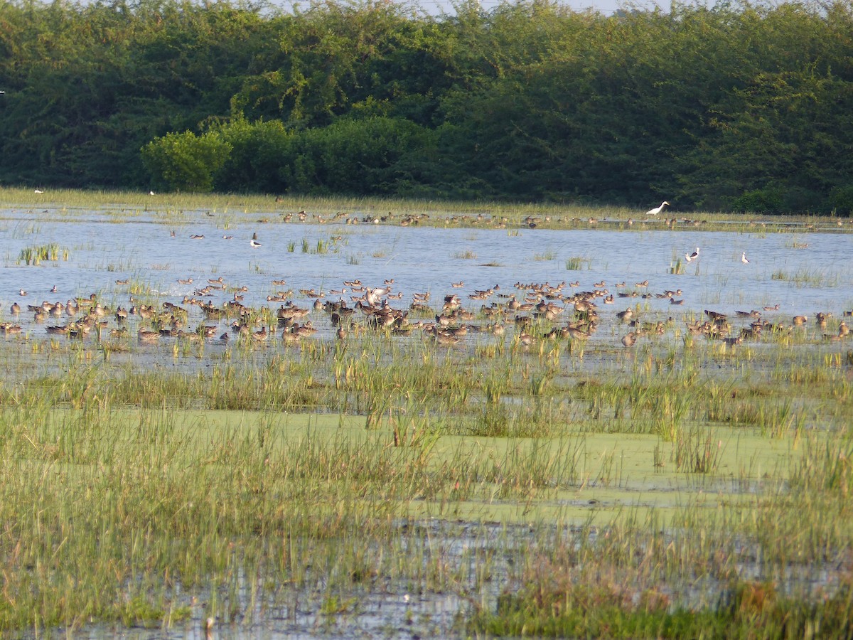 Knäkente - ML646684590