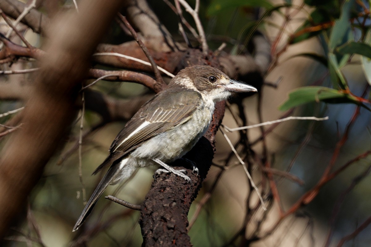 Gray Butcherbird - ML646684591