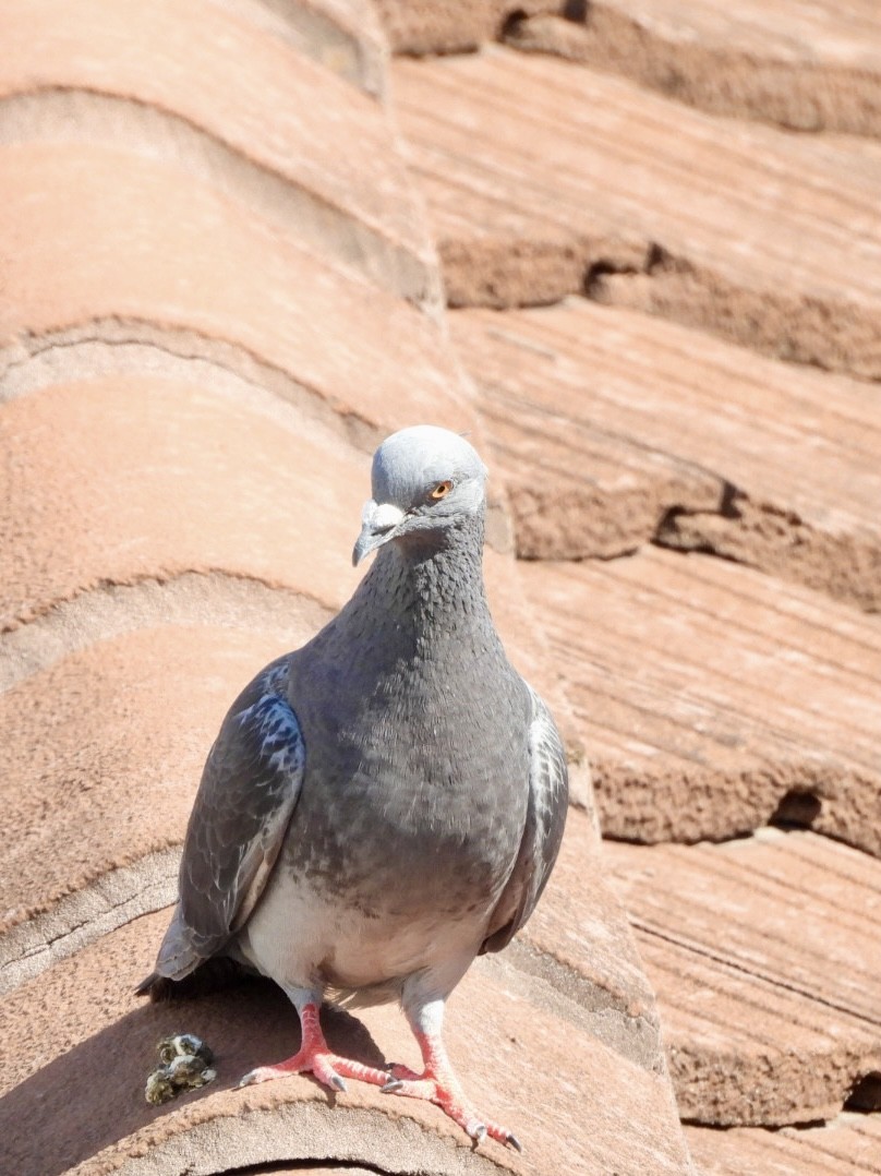 Rock Pigeon (Feral Pigeon) - ML646684593