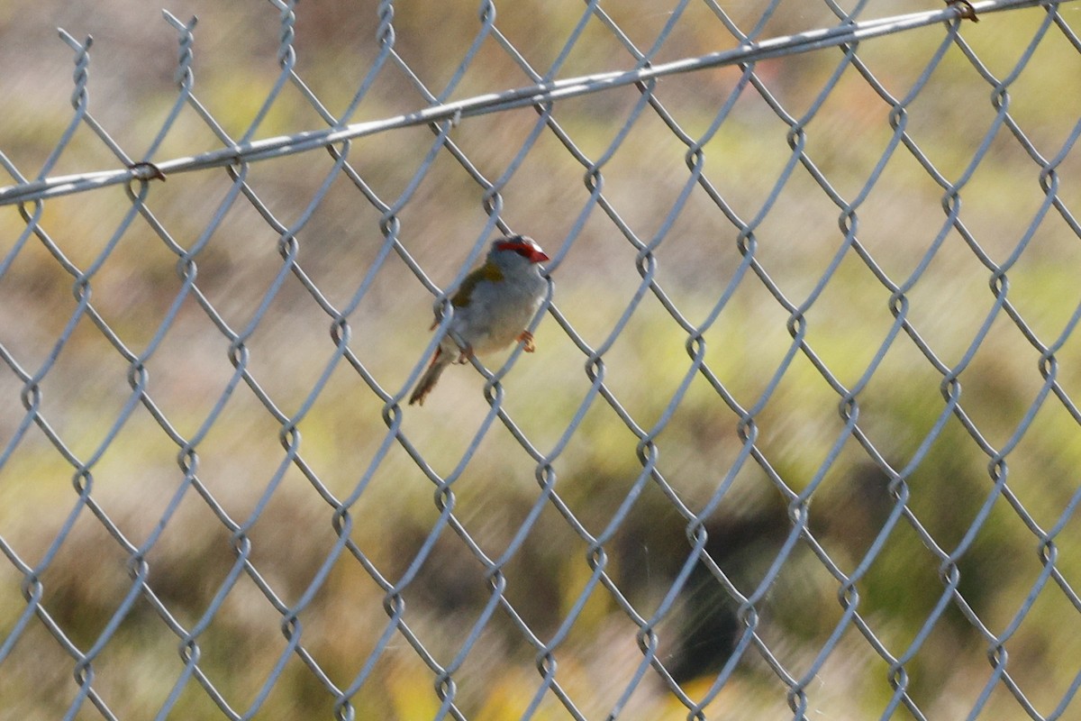 Red-browed Firetail - ML646684594