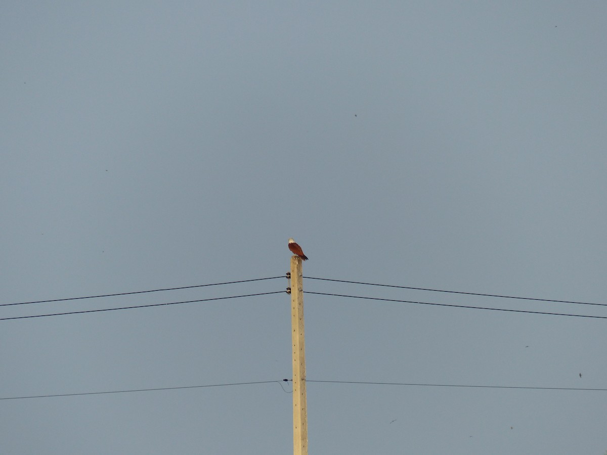 Brahminy Kite - ML646684596