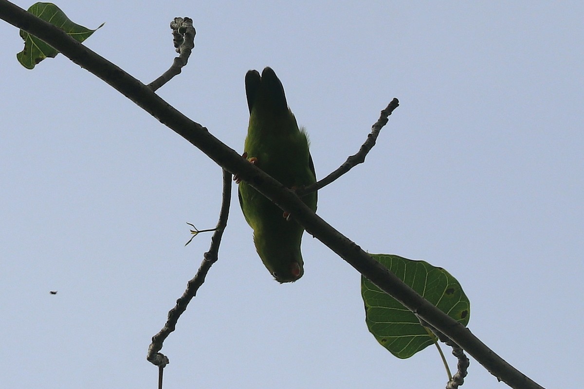 Vernal Hanging-Parrot - ML646684599