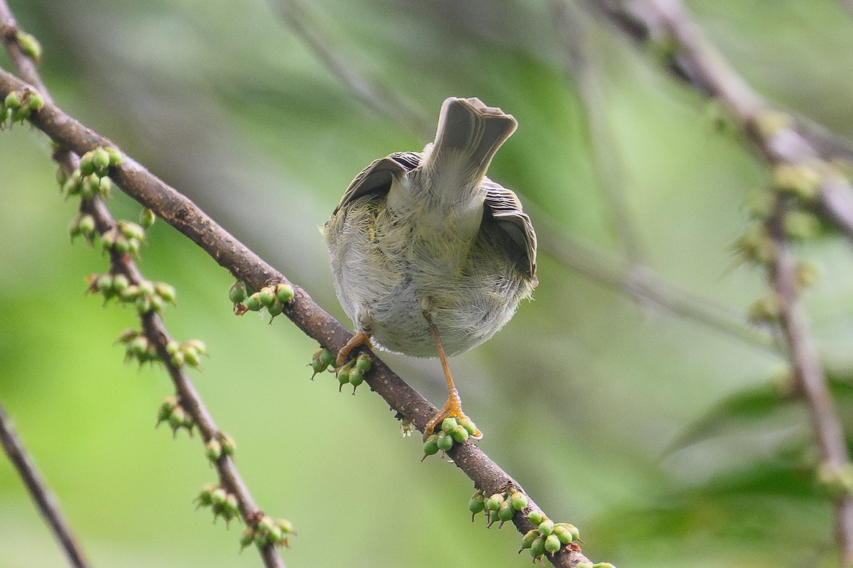 Blyth's Leaf Warbler - ML646684603