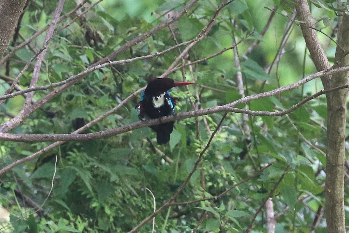 White-throated Kingfisher - ML646684605